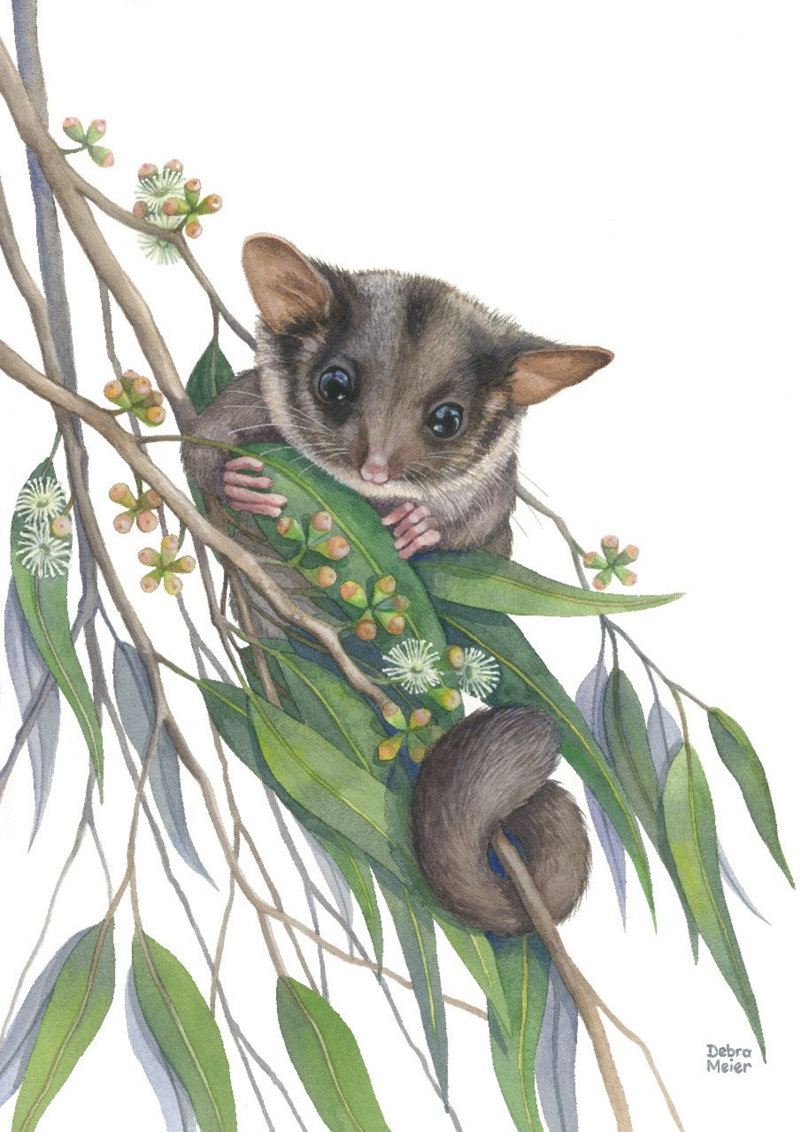 Leadbeaters Possum With Gumblossoms Australian Native Animal Etsy