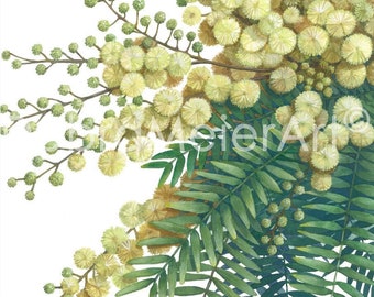 Cedar Wattle by Debra Meier Art, Wattle Wall Art, Australian native, Floral Art, Wattle Print, Acacia Elata, Native flower art, Artwork gift