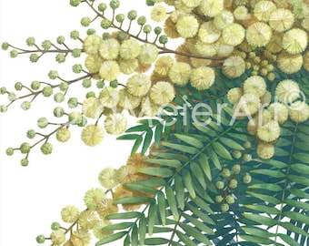 May include: A watercolor painting of a branch of mimosa flowers with yellow blossoms and green leaves. The flowers are in bloom and the leaves are lush and green. The painting is done in a realistic style and captures the beauty of the mimosa flower.