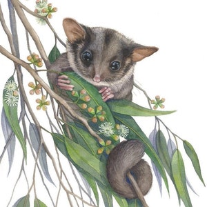Possum Leadbeater’s by Debra Meier Art, Australian Native animal Watercolour,Fairy Possum Watercolour, Artwork gift