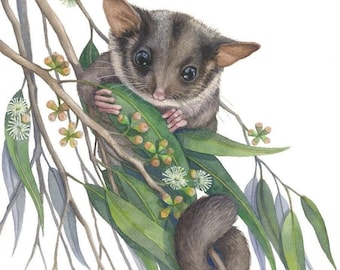 Leadbeater’s Possum by Debra Meier Art, Australian Native animal Watercolour, Possum Watercolour, Artwork gift