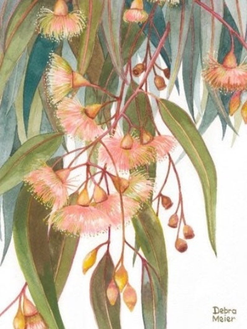 May include: Watercolor painting of a eucalyptus branch with delicate pink flowers and green leaves. The painting is signed "Debra Meier" in the bottom right corner.