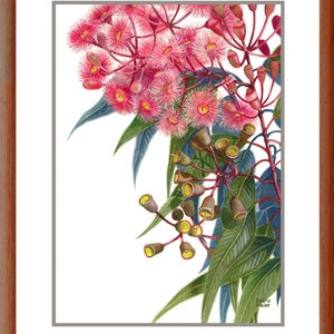 May include: A watercolour painting of pink eucalyptus blossoms with green leaves. The painting is signed "Debra Meier" in the bottom right corner.