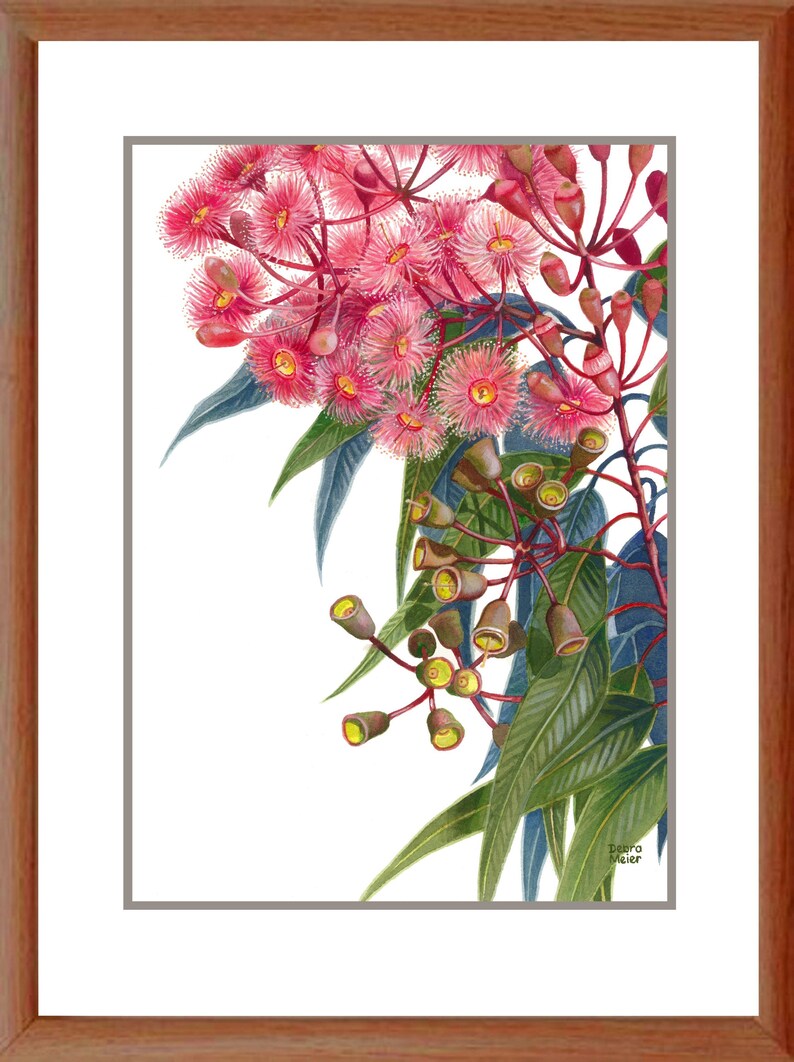 May include: A watercolour painting of pink eucalyptus blossoms with green leaves. The painting is signed "Debra Meier" in the bottom right corner.