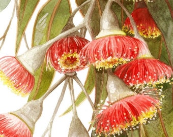 Red Silver Princess Gumblossom Print by Debra Meier Art, Eucalyptus Caesia Print, Australian native print, Artwork gift