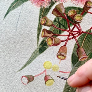 May include: A close-up of a watercolour painting of a eucalyptus branch with pink flowers and yellow buds. A hand is holding a paintbrush and adding details to the painting.