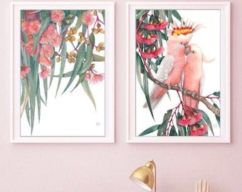 May include: Two pink cockatoos with yellow crests are perched on a branch of a eucalyptus tree with pink flowers. The birds are facing each other and appear to be interacting. The background is white.