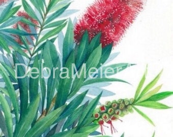 Bottlebrush Red print by Debra Meier Art, Australian native art print, Red Bottlebrush Art, Native flower print, Artwork gift