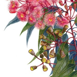 May include: A watercolor painting of a pink flowering eucalyptus branch with green leaves and brown seed pods. The painting is signed "Debra Meier" in the bottom right corner.