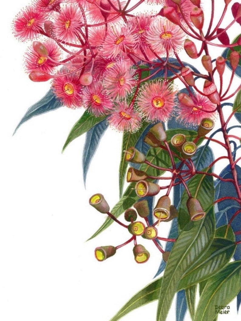 May include: A watercolor painting of a pink flowering eucalyptus branch with green leaves and brown seed pods. The painting is signed "Debra Meier" in the bottom right corner.