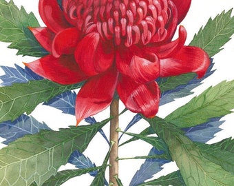 Single Red Waratah print by Debra Meier Art, Australian native Art, Native flower print, Australian flower, Artwork gift