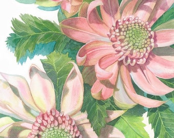 Waratahs Pink Three print by Debra Meier Art, Australian native art print, Native flower print, Australian flower, Artwork gift