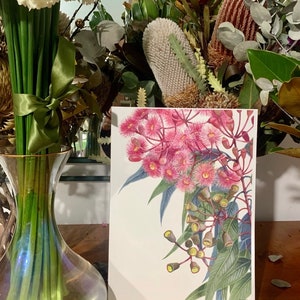 May include: A botanical illustration of pink and white flowers with green leaves on a white background. The illustration has a 5mm white border.