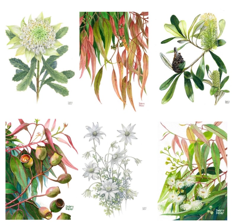 Australian Natives Set 6 6 Set of Prints Set of 6 Wall Art Etsy Australia