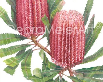 Firewood Banksia print by Debra Meier Art, Australian native flower art, Banksia Menziesii, Native flower art, Artwork gift