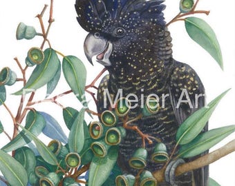May include: A black and gold cockatoo with a black crest perched on a branch of a eucalyptus tree with green leaves and small green seed pods.