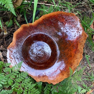 Winged Bowl, Red Mallee Burl, Australian Timber, Handmade, Amazing Colour and Grain !!