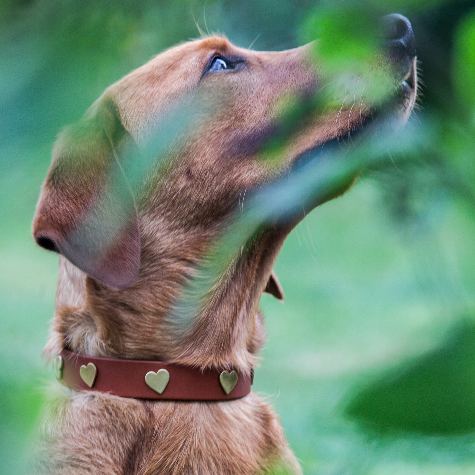 Leather Dog Collar with Brass Heart studs various colours Etsy