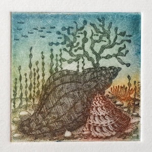 Può includere: Una stampa quadrata raffigurante una scena sottomarina con due conchiglie, alghe e piccoli pesci. La conchiglia grande è marrone scuro, e la conchiglia più piccola è decorata con rosso e bianco. Lo sfondo è blu e verde.