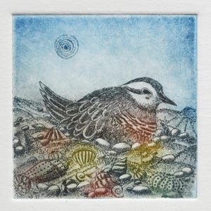 Eurasian Dotterel Etching: Limited Edition Bird Art Print