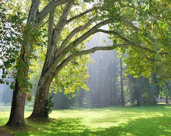 Forest Landscape Wallpaper Mural: Big Tree Wall Art
