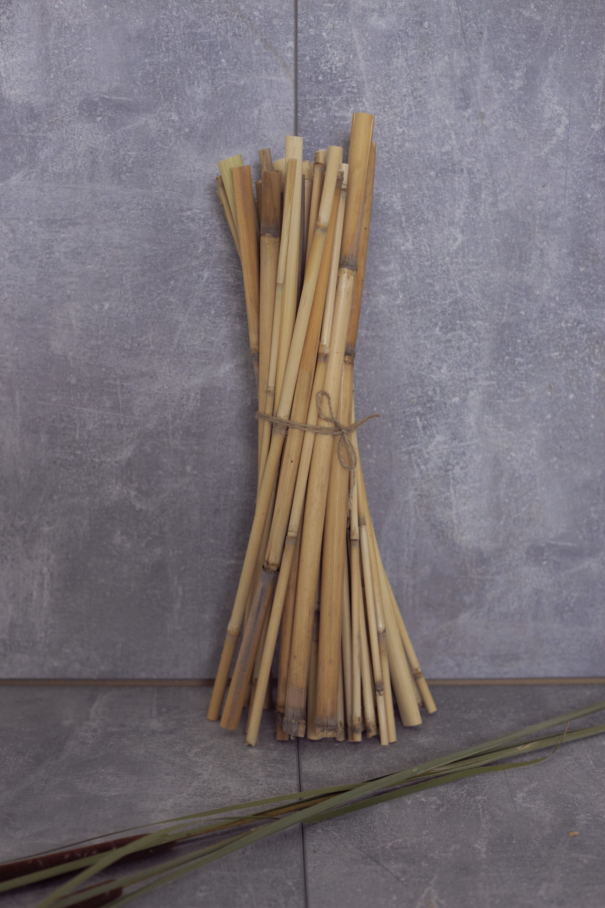 Natural cane stems in bundle for interior bundle watercane Etsy