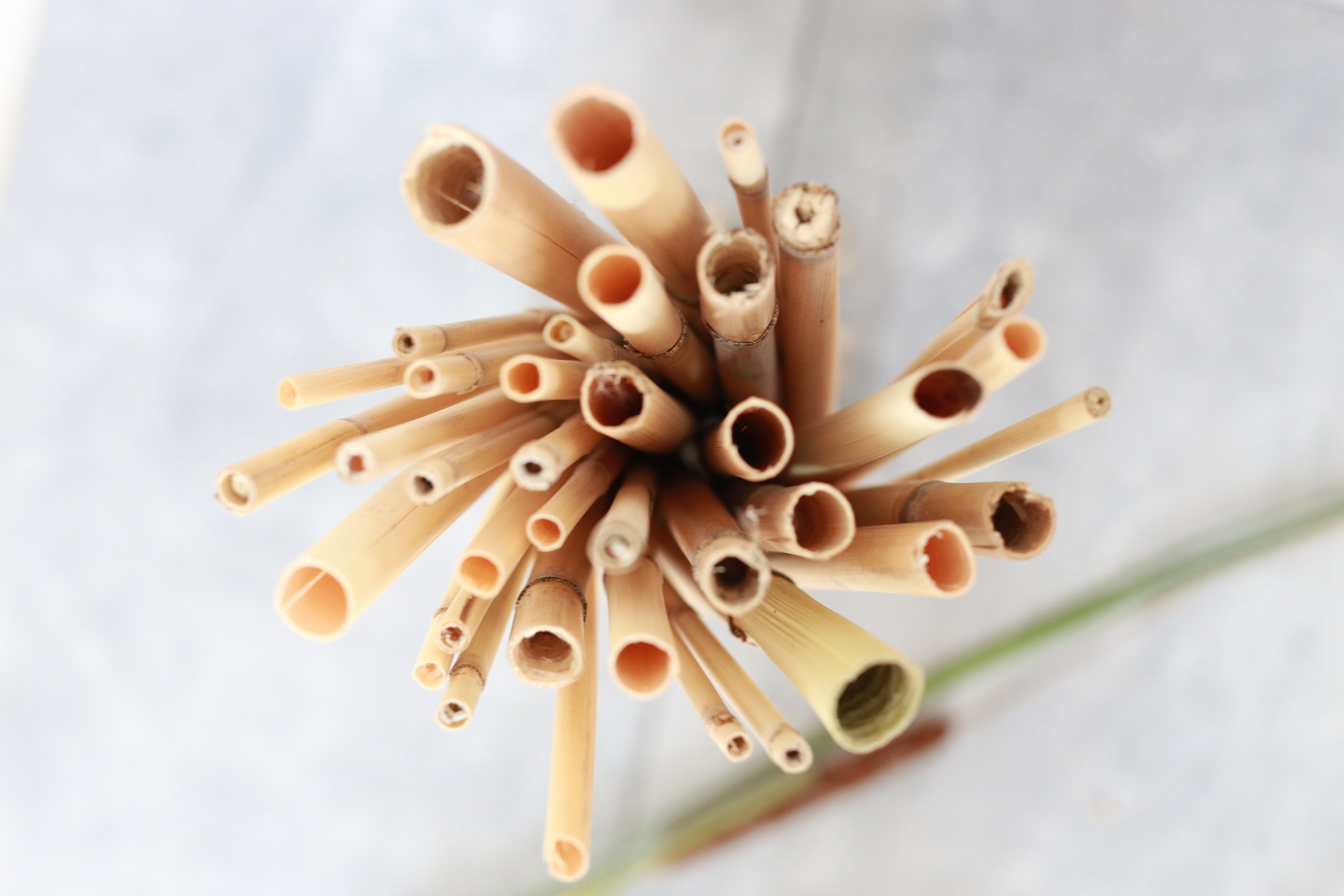 Natural Cane Stems in Bundle for Interior Bundle Watercane Etsy Australia