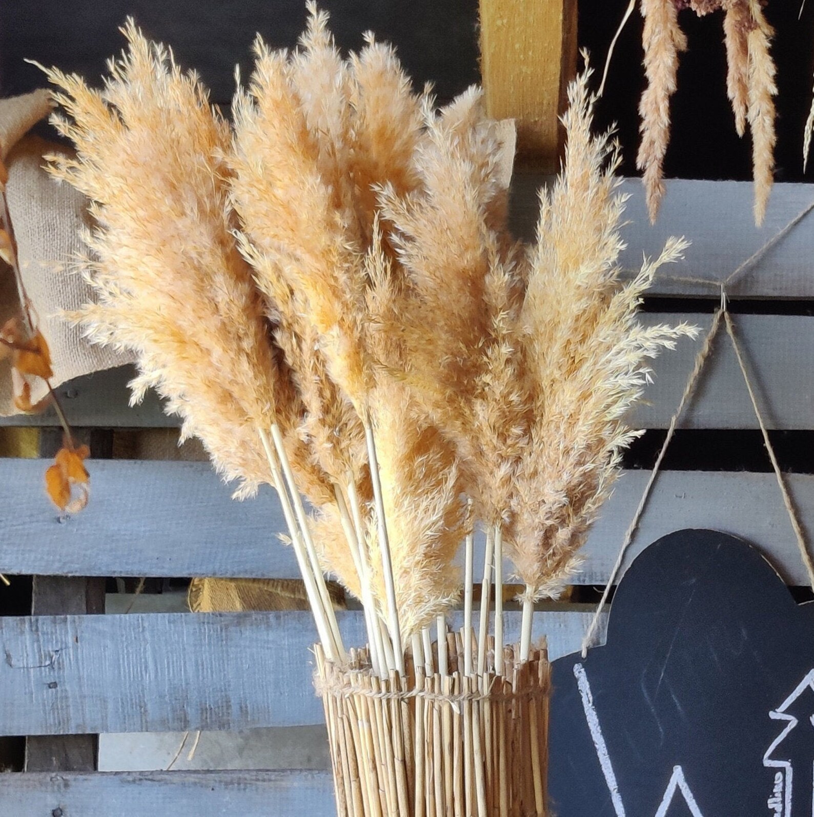 10 Dried White Pampas Grass/bleached Wide Cortaderia/pampas Etsy