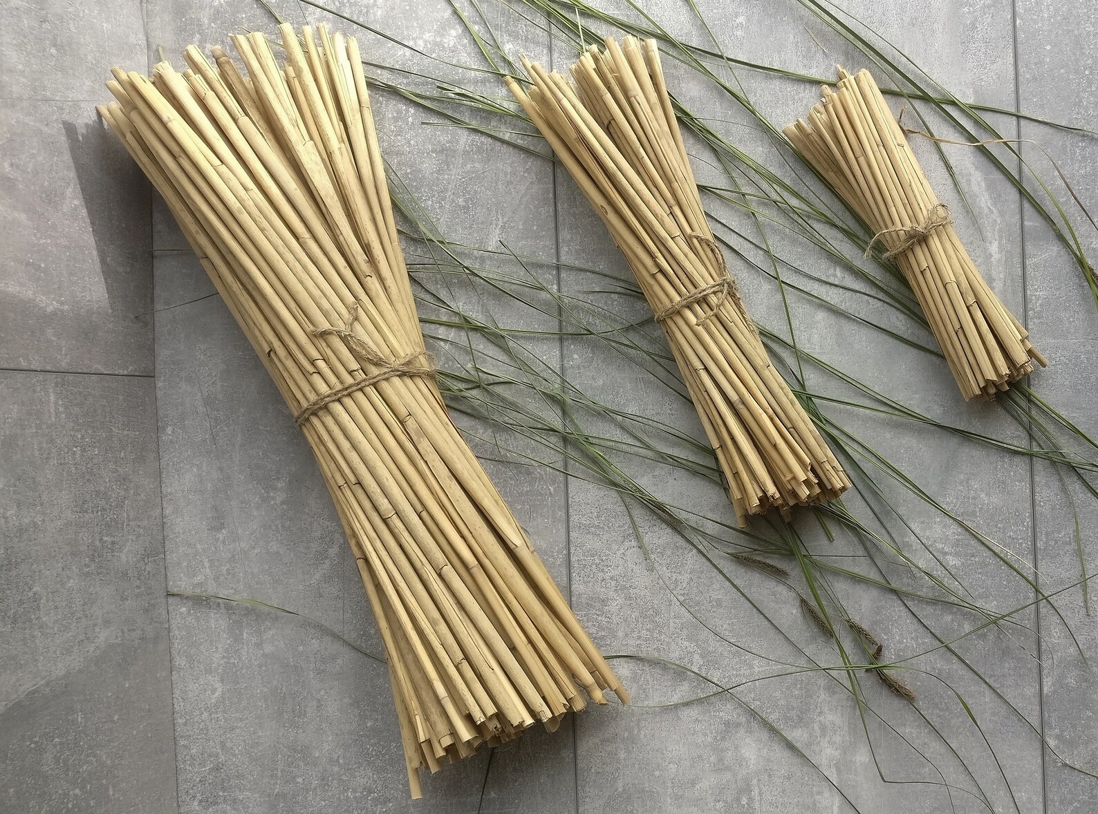 Natural Cane Stems in Bundle for Interior Set of 3 Bundles Watercane