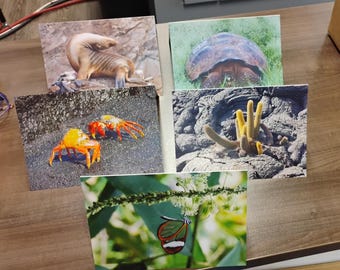 Blank greeting cards, Ecuador, Wildlife