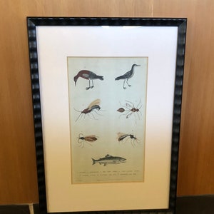 Nature Print, Birds/Fish/Insects, 1786, Modern Framing