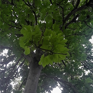 Chinese Parasol Tree Seeds (Firmiana Simplex)