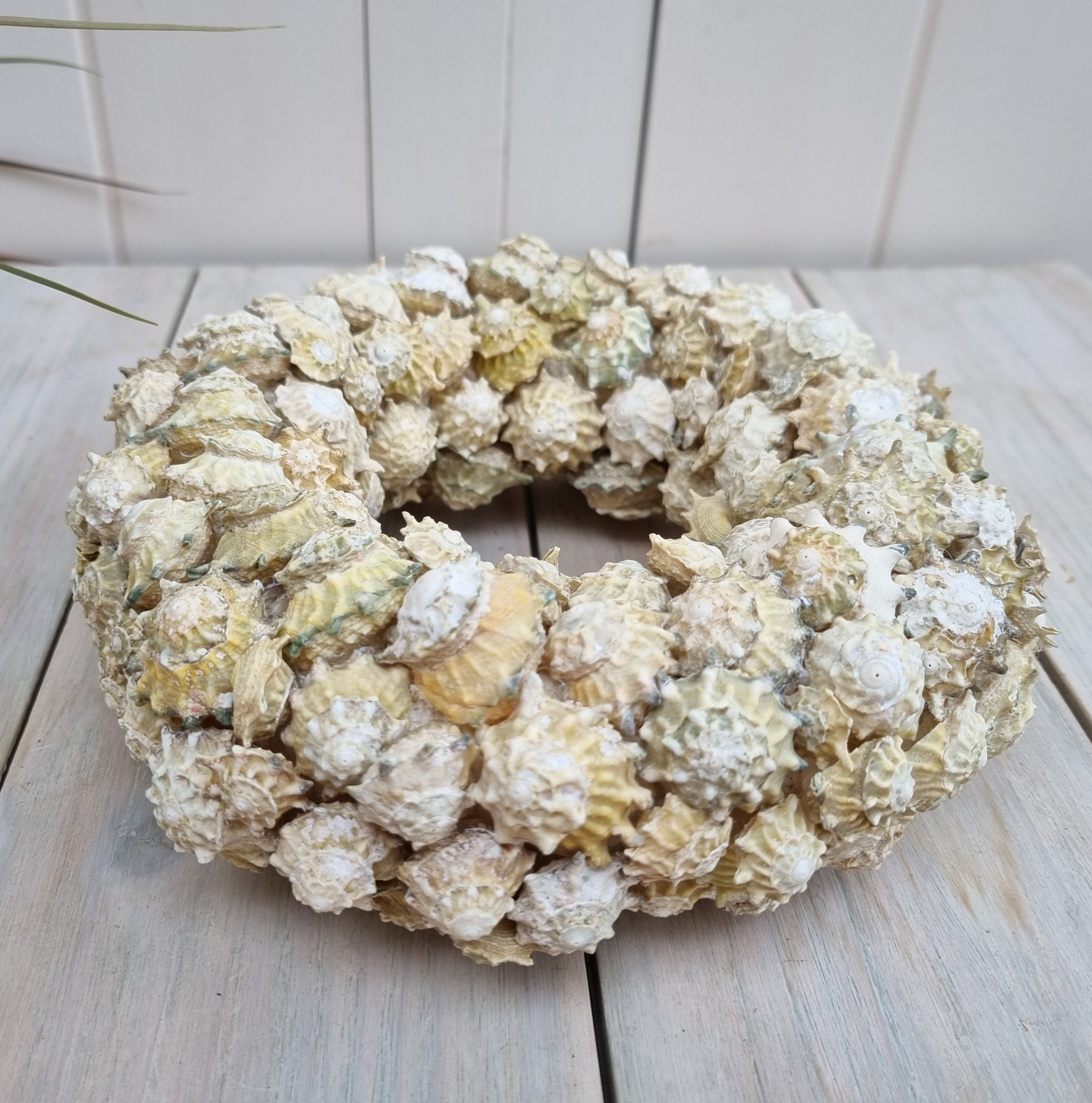 Astrea Calcar Shell Wreath, Coastal Decor, Beach Decor, Beach Wreath ...