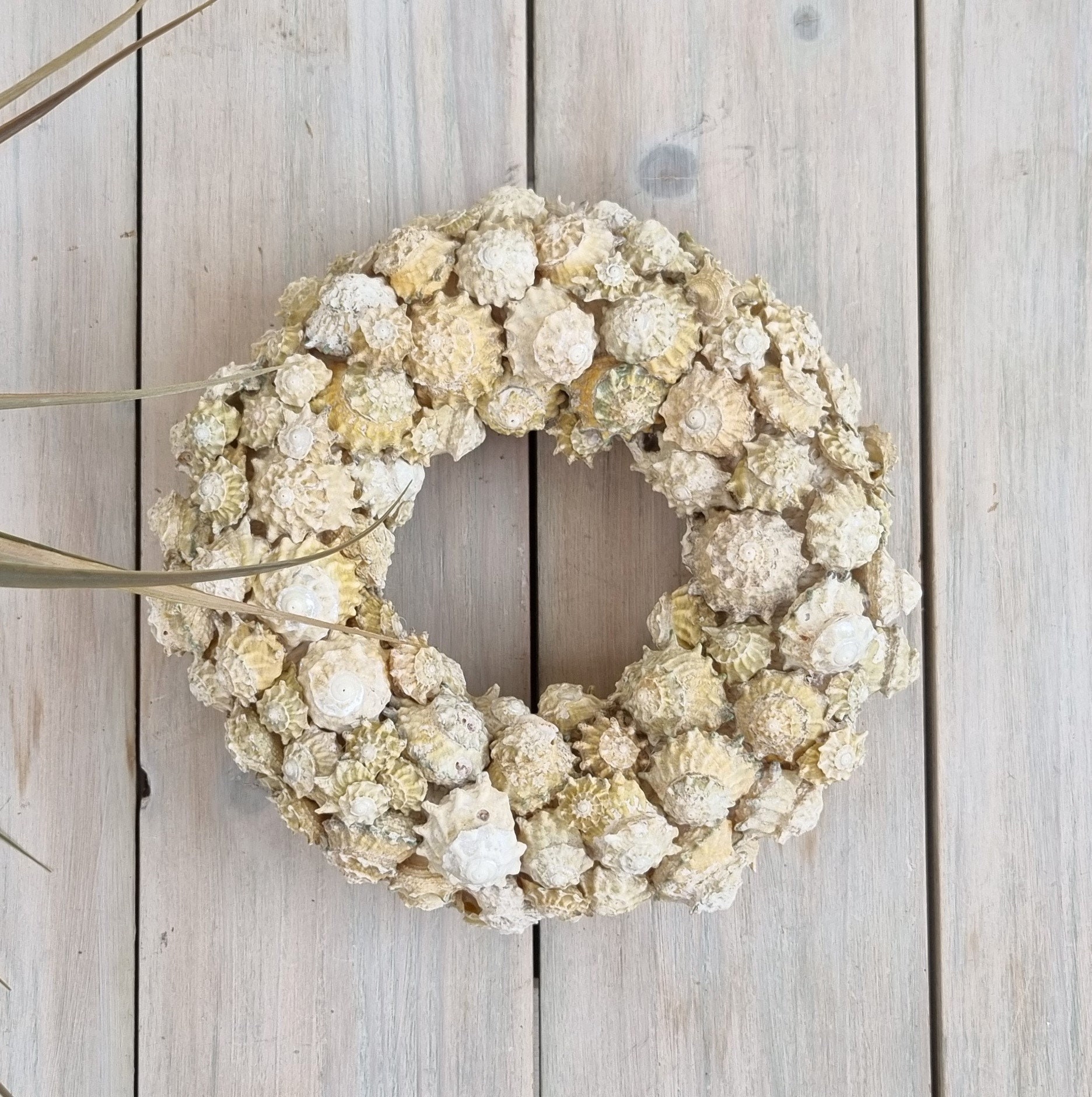 Astrea Calcar Shell Wreath, Coastal Decor, Beach Decor, Beach Wreath ...