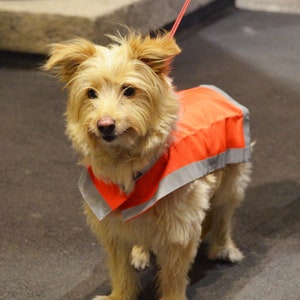Reflective vest for dogs. Reflective Dog Vest, Custom Dog Clothes, Dog safety vest. Gift for Dog Owner. Dog Custom Clothes. image 3