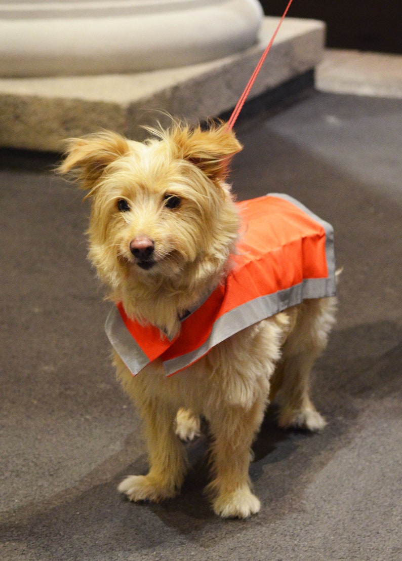 Reflective vest for dogs. Reflective Dog Vest, Custom Dog Clothes, Dog safety vest. Gift for Dog Owner. Dog Custom Clothes. image 3