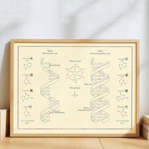 Op de afbeelding: Een ingelijste print met gedetailleerde illustraties van RNA- en DNA-structuren. De beige achtergrond toont de dubbele helixmodellen, chemische formules en gelabelde componenten. De print bevat de tekst "RNA Ribonucleic acid" en "DNA Deoxyribonucleic acid".