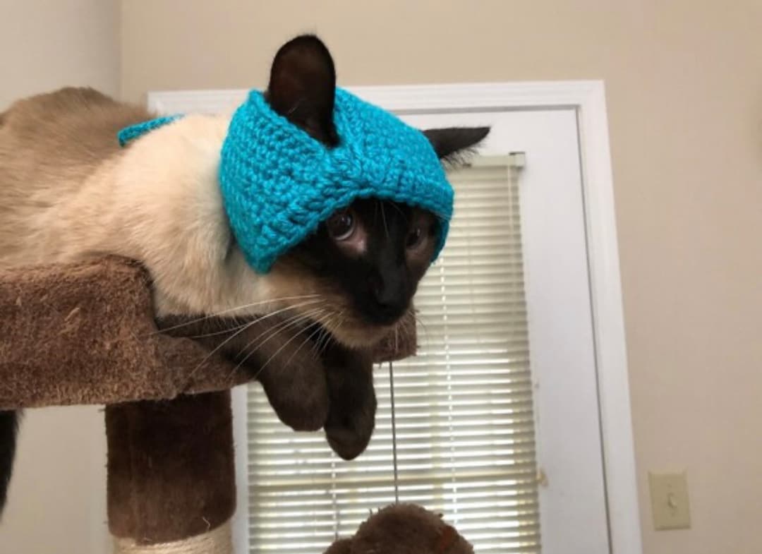 帽子 andwang Fluffy cat knit hat Fluffy cat knit hat
