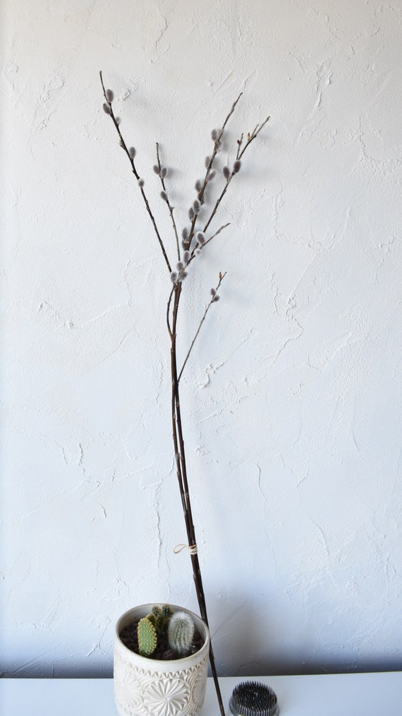Chaton Branches Sechees Etsy