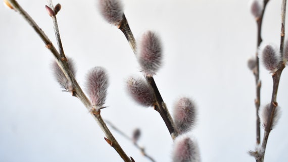 Chaton Branches Sechees Etsy