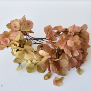 Chaton Branches Sechees Etsy
