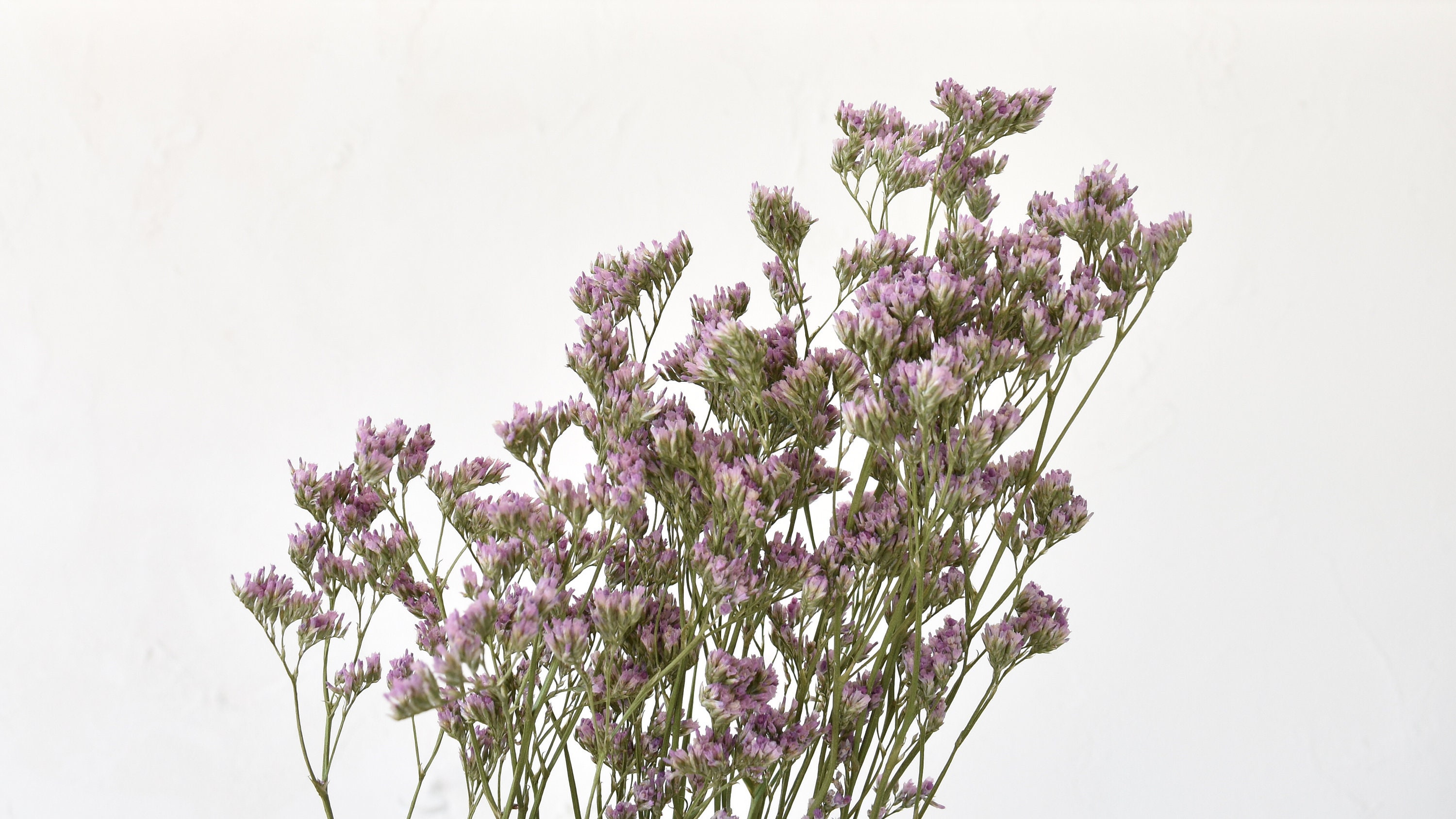 Limonium Violet Mauve Dried Flowers Bulk Etsy