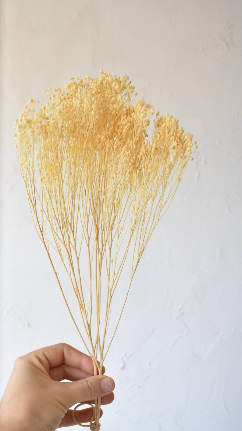 Broom Bloom Blanc Fleurs séchées Etsy