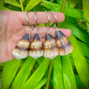 May include: Four seashell keychains with silver-colored key rings. The shells are brown, tan, and white, with a striped pattern. The keychains are held against a backdrop of green foliage.
