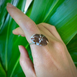 May include: A silver ring with a brown and white seashell wrapped around it. The ring is on a person's finger.