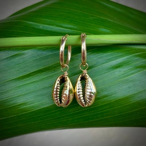 18mm Huggie Hoops: Gold Half Cowrie Shells. Gold Filled