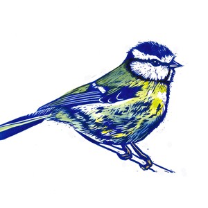Chapim-azul, cartão de felicitações, pássaro azul, cartão de pássaro, notelet, pássaros de jardim, vazio dentro
