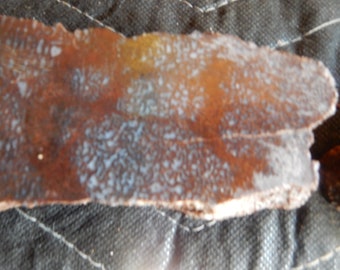 Os de dinosaure (agatisé) de l'Utah