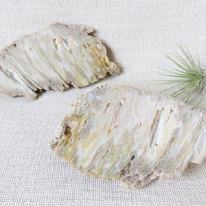 May include: Two pieces of petrified wood with a white and brown striped pattern. The wood is smooth and polished.