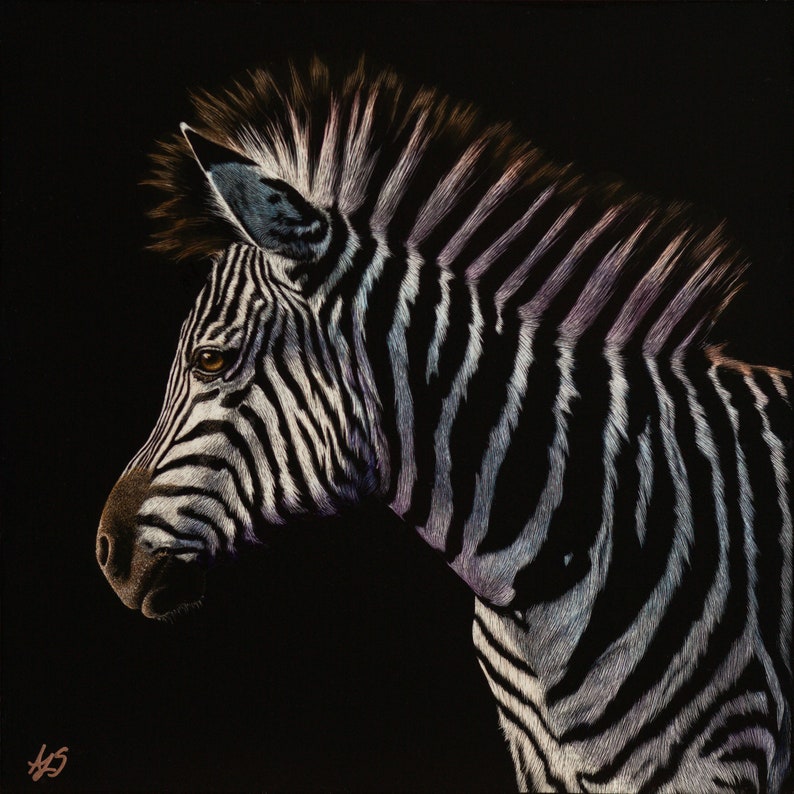 Colorful Zebra Art Print Scratchboard Fine Art Print Etsy